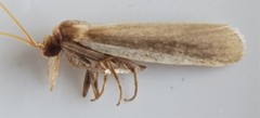 Peoria approximella