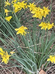 Narcissus × odorus