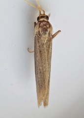 Peoria approximella