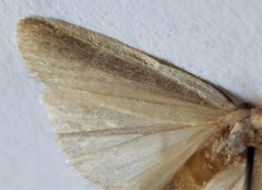 Peoria approximella