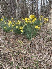 Narcissus × odorus