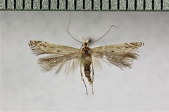 Isophrictis magnella