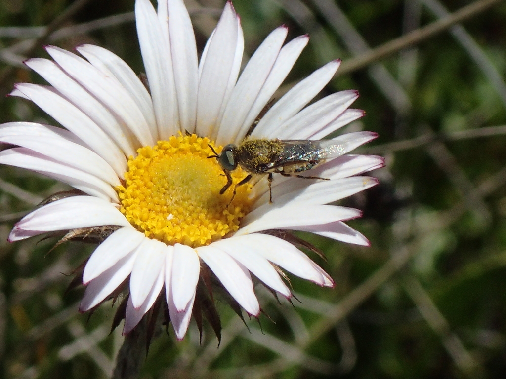 Dischizocera huzuana