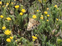Heliothis scutuligera