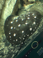 Potamotrygon leopoldi