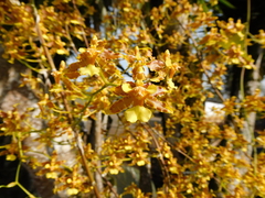 Oncidium sphacelatum