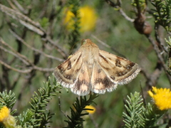 Heliothis scutuligera