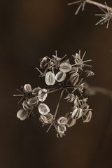 Thaspium chapmanii