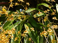 Oncidium sphacelatum