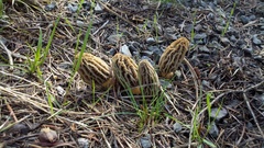 Morchella tridentina