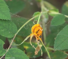 Phragmidium rosae-pimpinellifoliae
