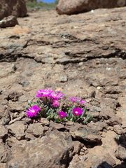 Delosperma basuticum