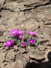 Delosperma basuticum