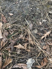 Oryzopsis asperifolia