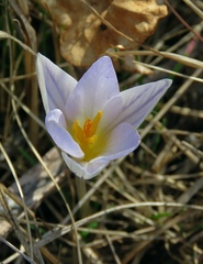 Crocus variegatus