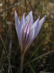 Crocus variegatus