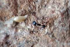 Proatelurina pseudolepisma