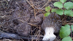 Morchella snyderi
