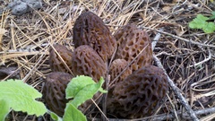 Morchella snyderi
