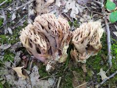 Ramaria fennica