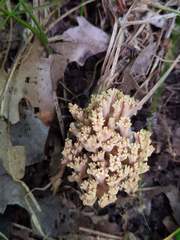 Ramaria fennica