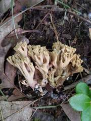 Ramaria fennica