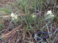 Astragalus pectinatus