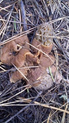 Morchella snyderi