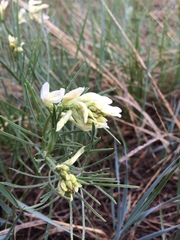 Astragalus pectinatus