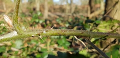 Rubus insectifolius