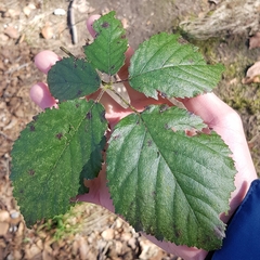 Rubus insectifolius