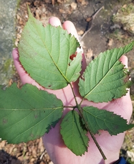 Rubus insectifolius