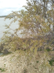 Tamarix tetragyna