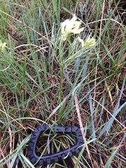 Astragalus pectinatus