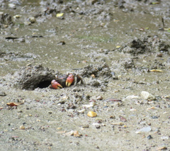 Neosarmatium australiense