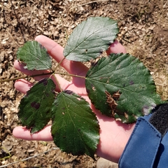 Rubus cardiophyllus