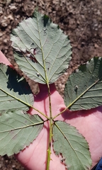 Rubus cardiophyllus