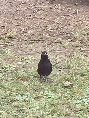 Turdus merula