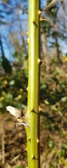 Rubus rudis