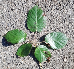 Rubus rudis