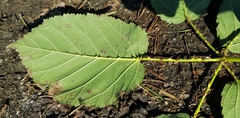Rubus rudis