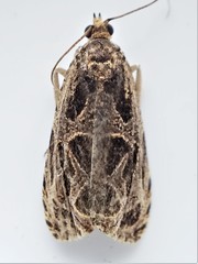Olethreutes tilianum