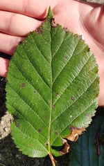 Rubus rudis