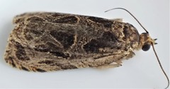 Olethreutes tilianum