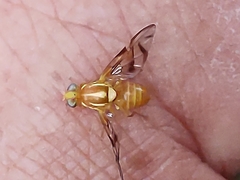 Anastrepha fraterculus