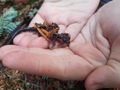 Plethodon jordani