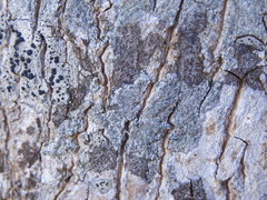 Pseudoschismatomma rufescens