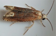 Eucosma raracana