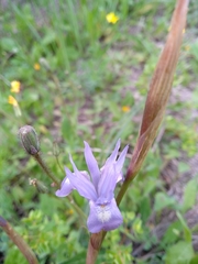 Moraea sisyrinchium