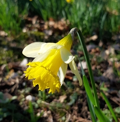 Narcissus pseudonarcissus pseudonarcissus